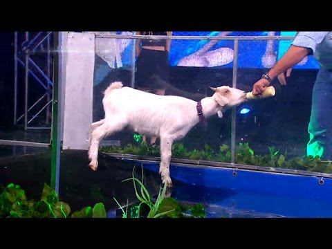Especial Perros - Programa 29/04/16