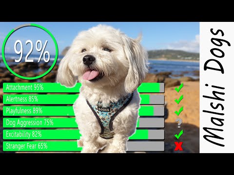 Malshi Dog TEMPERAMENT (Are Malshis good dogs?) Full Grown Maltese Shih Tzu mix personality