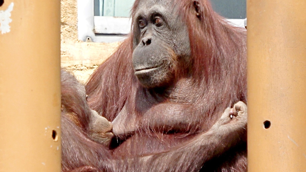 おっぱいを飲みながら片方のおっぱいを弄るホッピー♂5歳、チャツピー母さんは53歳・オラウータン 2026/03/22