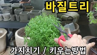 허브 바질트리 나도 키울수있다 (가지치기/물관리)