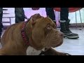 Pit Bull Called "Hulk," 175-Pound Dog Walks NYC ...