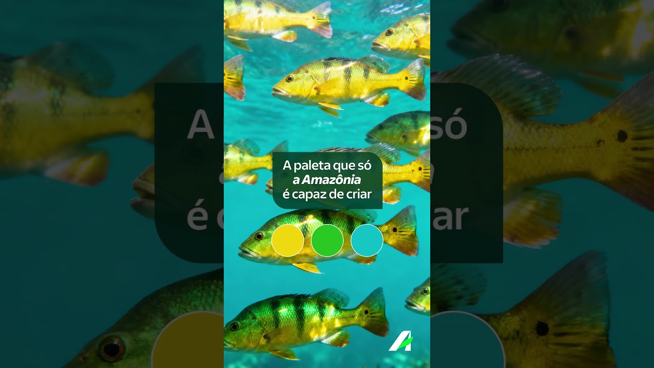 A paleta que só a Amazônia é capaz de criar | Banco da Amazônia