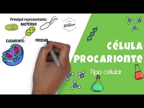 RESUMO Célula Procarionte