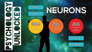 How Does The Nervous System Work? Neurons and Neurotransmitters : Biopsychology
