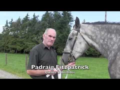 June Star: Class 1 Irish Draught Horse for Sale