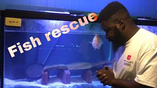 Download Lagu Fish rescue vieja and severum cichlids Thumbnail