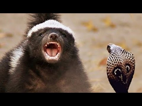 Bal Porsuğu Tüm Bölümler