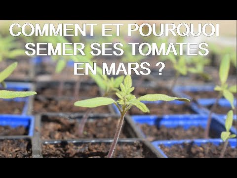 TUTO : COMMENT ET POURQUOI FAIRE SES SEMIS DE TOMATES AU MOIS MARS