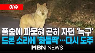 [이슈] 풀숲에 파묻혀 곤히 자던 '늑구'…수색팀 드론 소리에 깨 다시 도주 / 탈출 1주일 넘긴 늑구…시민 만든 '늑구맵'까지 등장 | MBN NEWS