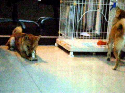 Fighter的柴犬力士盃暖身賽(原發表者:Fighter爸)(影片)