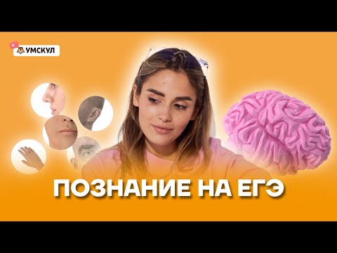 Познание на ЕГЭ | Обществознание ЕГЭ 2022 | Умскул