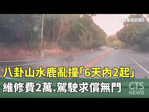 八卦山水鹿亂撞「6天內2起」　維修費2萬.駕駛求償無門