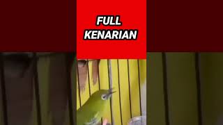 Download lagu pleci nembak full kenarian wit wit sejalur syahdu buat masteran pleci bahan mp3