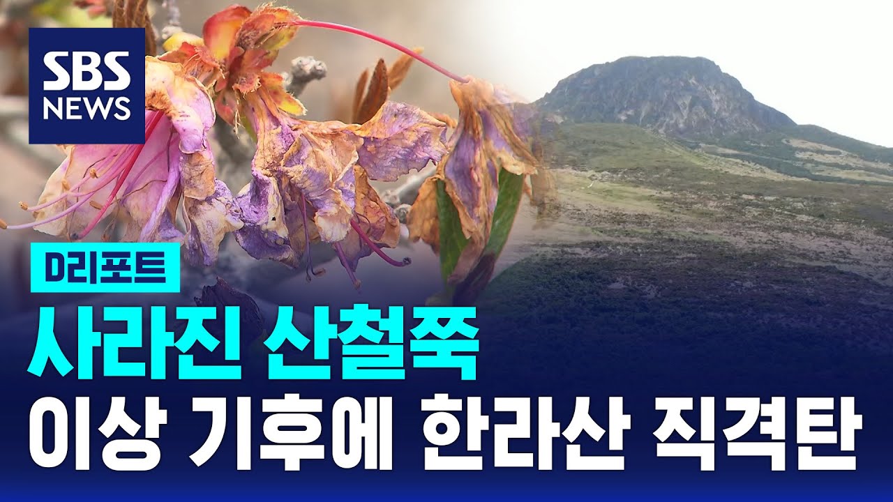 사라진 산철쭉…이상 기후에 한라산 직격탄