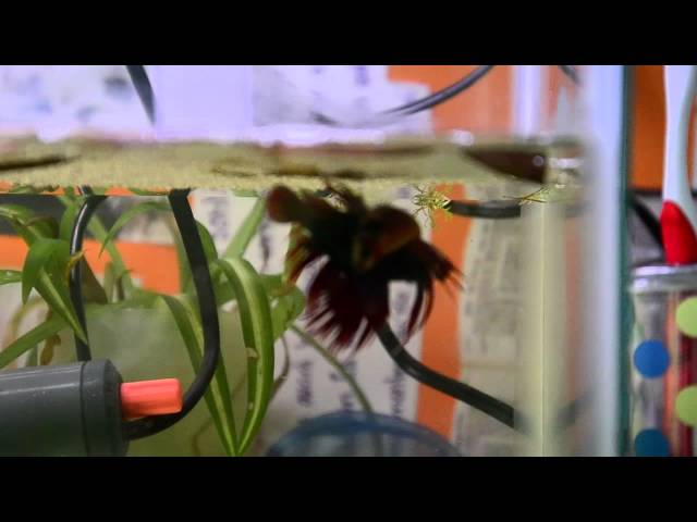 Step by step guide to breeding betta fish