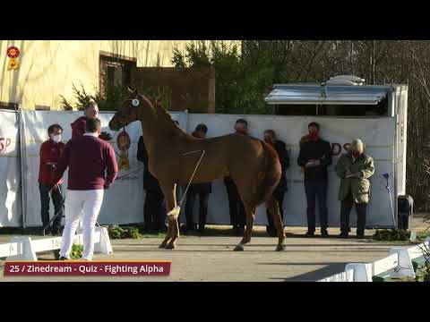 KN 25 v. Zinedream - Quiz - Fighting Alpha