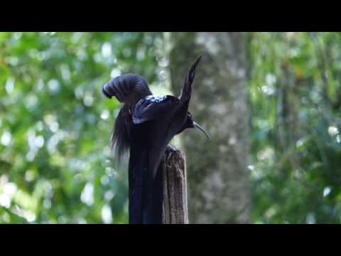 Black Sicklebill