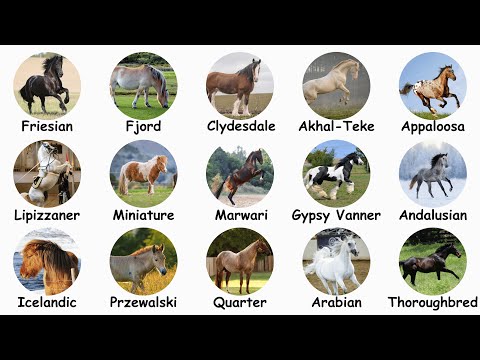 15 Amazing Horse Breeds Explained in 9 Minutes!