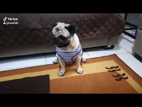 Outfit Transition Dog TikTok Video #10