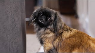 Houd- en handelsverbod voor alle huisdieren met erfelijke schadelijke kenmerken