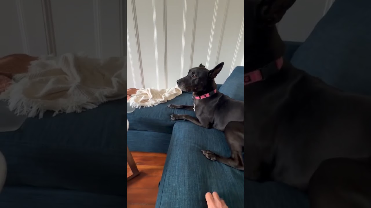 Revi, a Adoptable Mixed Breed in San Francisco, CA video 6/6