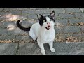 The Most Talkative Tuxedo Cat I Ve Ever Seen