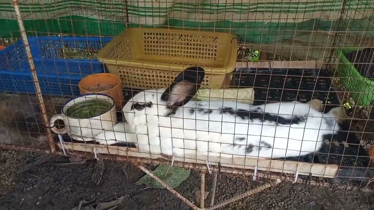 kunting kaalaman sa pag-aalaga ng rabbit
