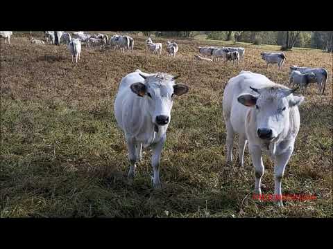 MUCCA EGOISTA CHE NON LASCIA BERE LA MANZA FIERA DI S.MARTINO CASTELDELFINO (CN) DOM. 18 - 10 - 2020