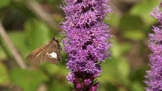 How to Attract Butterflies to Your Garden | At Home With P. Allen Smith