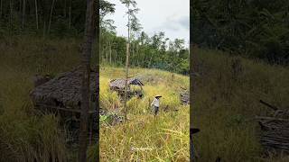 Download lagu Harvesting vegetables in the field #dayakgirls mp3