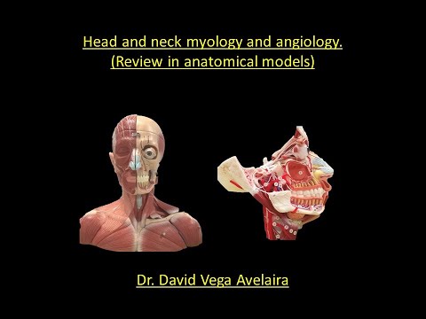 Myology and angiology