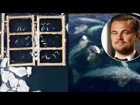 Walgefängnis: Freispruch für die Beluga-Wale und Orcas Russland will gefangene Wale freilassen