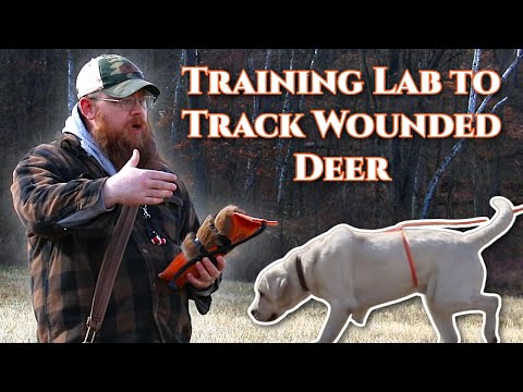 Training Lab to Track Wounded Deer: How To Start?
