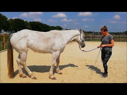 MUSTANG MAKEOVER 2018 Team Mira (TAG 4013) - Update 3