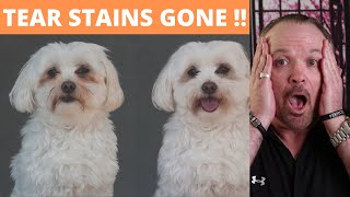 Best Way to Remove Tear Stains from Dogs