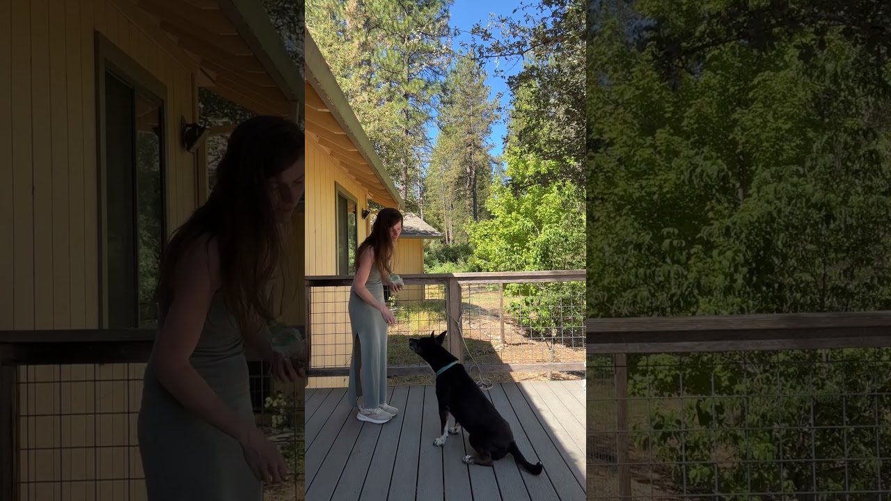 Enlarge Bella- Your New Best Friend, a Adoptable mixed breed in Grass Valley, CA video 6/6