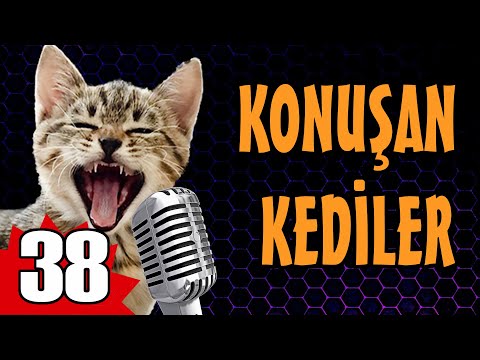 Konuşan Kediler 38 - Komik Kedi Videoları