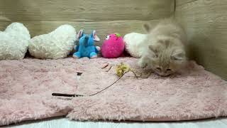 サイベリアンの動画01