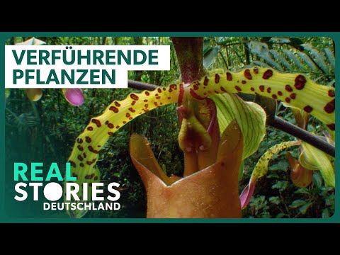 Orchideen: Fortpflanzung um jeden Preis | Die Tricks der Pflanzen