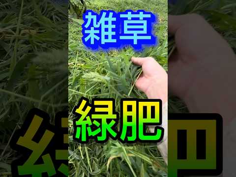灰は雑草を殺しますか？実践的なヒントとアドバイス  庭園
