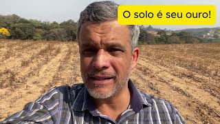 Como aumentar sua Rentabilidade nas áreas que planta milho para silagem