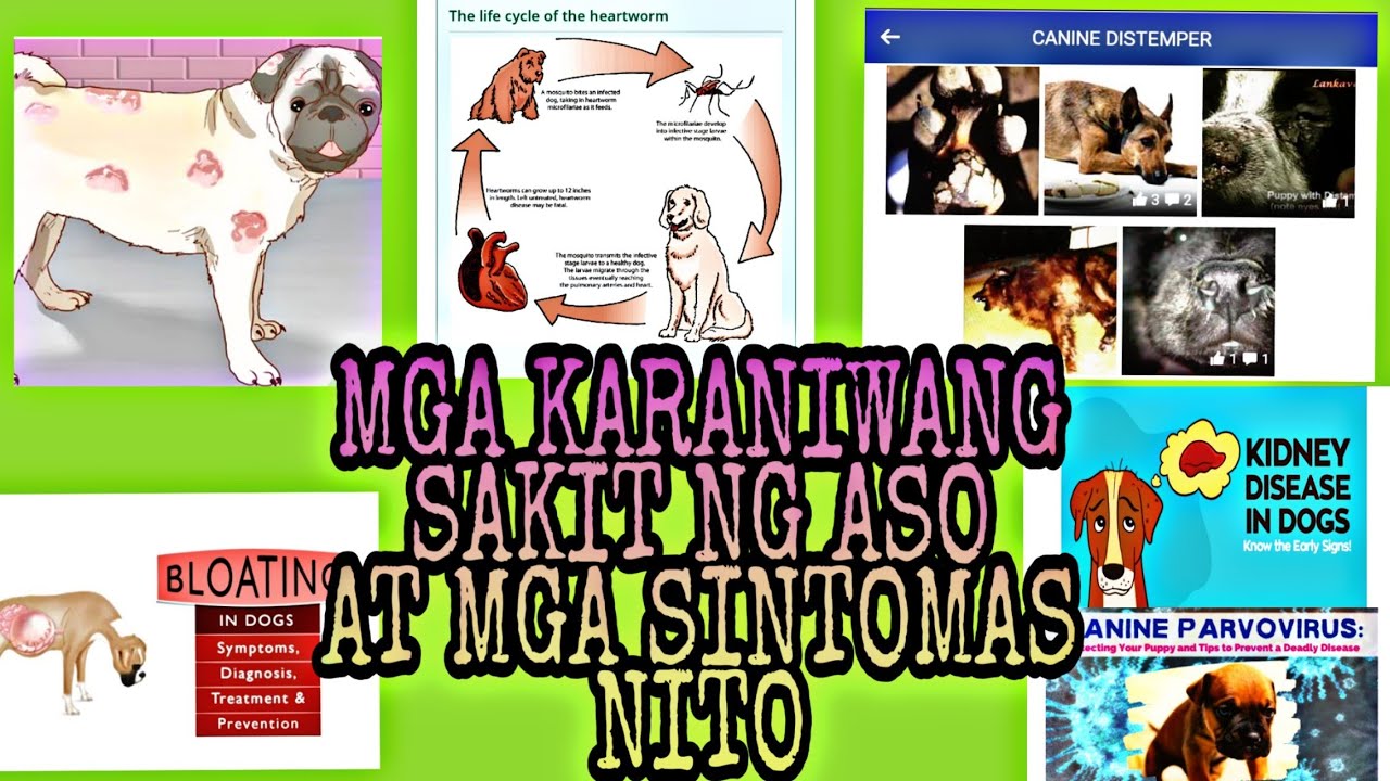 Putar video MGA KARANIWANG SAKIT NG ASO AT MGA SINTOMAS NITO sekarang MGA KARANIWANG SAKIT NG ASO AT MGA SINTOMAS NITO