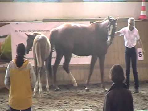 Siegerehrung Que Linda v. Quantensprung/Paradiesvogel/Brandenburgrer, P-Stamm Neustadt/Dosse