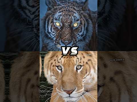 Tiger Vs Liger, Leopard Jaguar, Lion Top Biggest Cat #shorts #viral