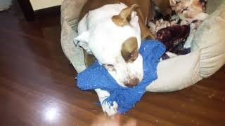 Fank do PIT PIT PITBULL