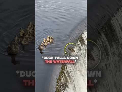 Wholesome Duck Story 🦆#pets #animals