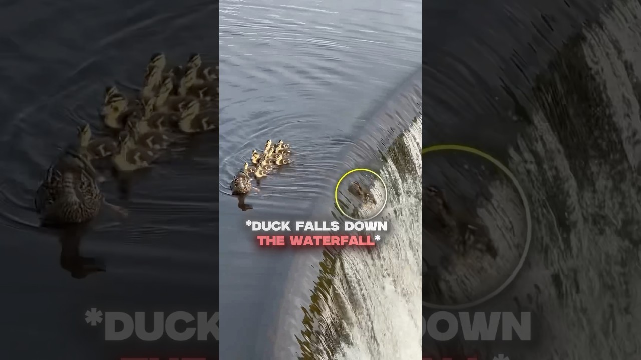 Wholesome Duck Story 🦆#pets #animals