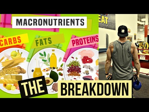 THE MACRONUTRIENT BREAKDOWN | WHICH MACROS ARE THE MOST IMPORTANT | PROTEIN VS CARBS VS FAT