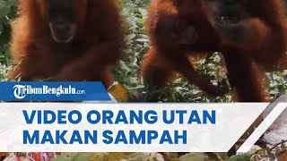 Miris! Begini Video Orang Utan Santap Kulit Pisang Busuk di Tempat Sampah, Diduga Kekurangan Makanan