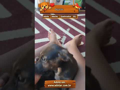 Vídeo de Gigante